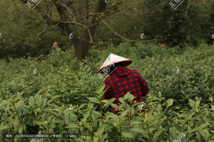 茶园里采茶叶的茶农