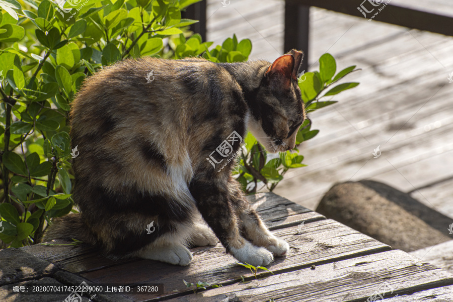 城市流浪猫