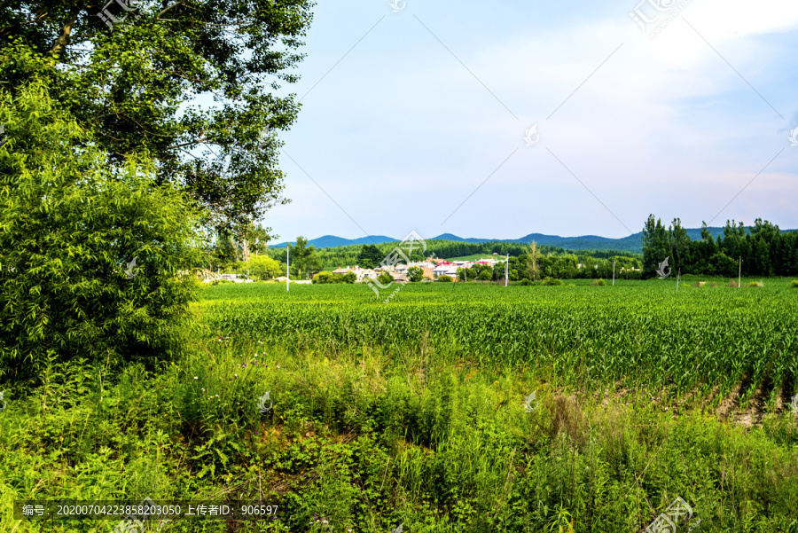 远山乡村玉米地