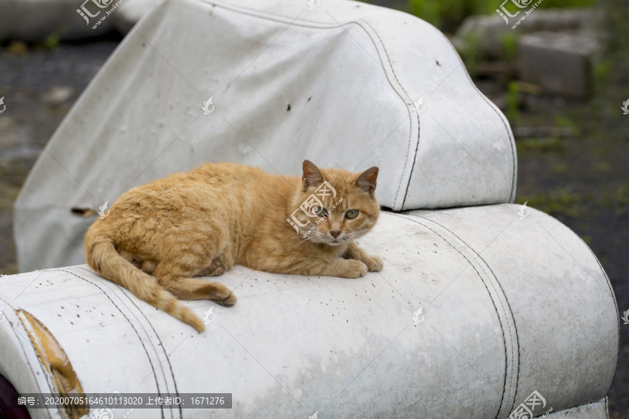 黄猫