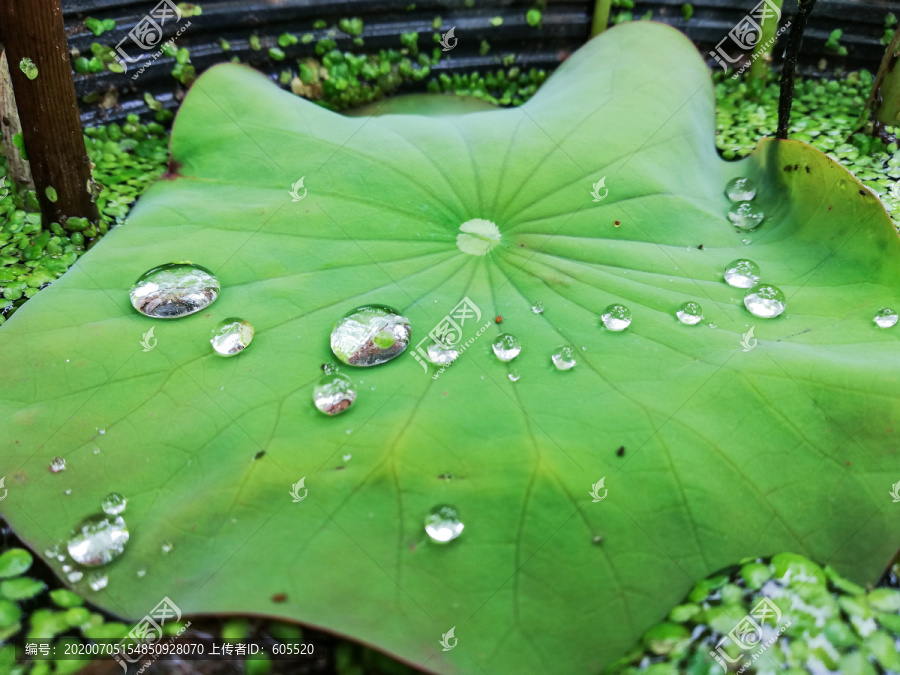 荷花1荷叶1荷塘1雨露