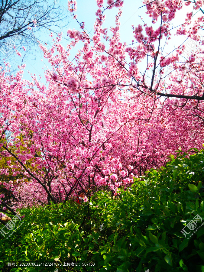 粉色樱花树