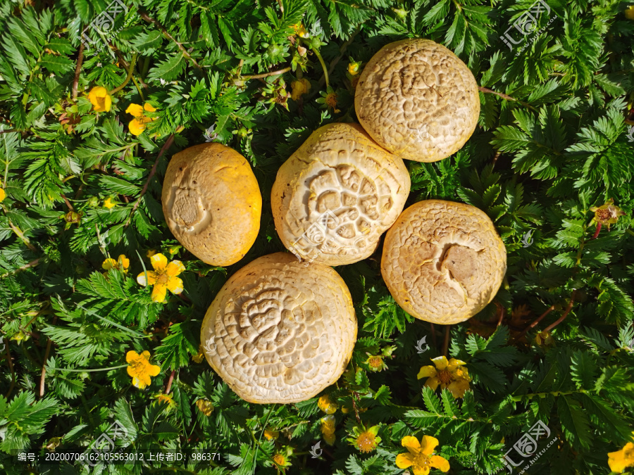 黄蘑菇