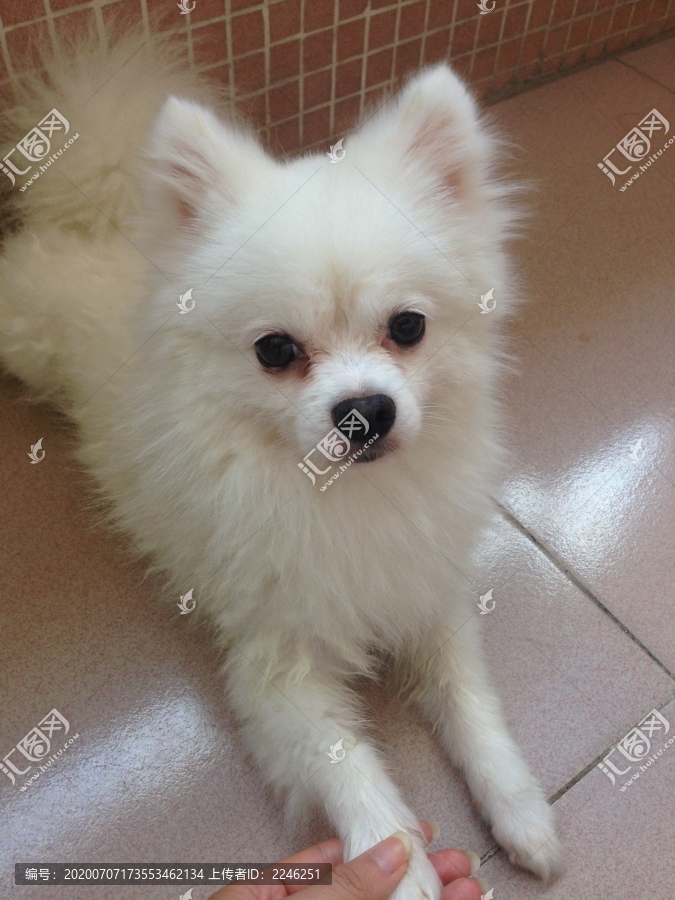 可愛白色博美犬