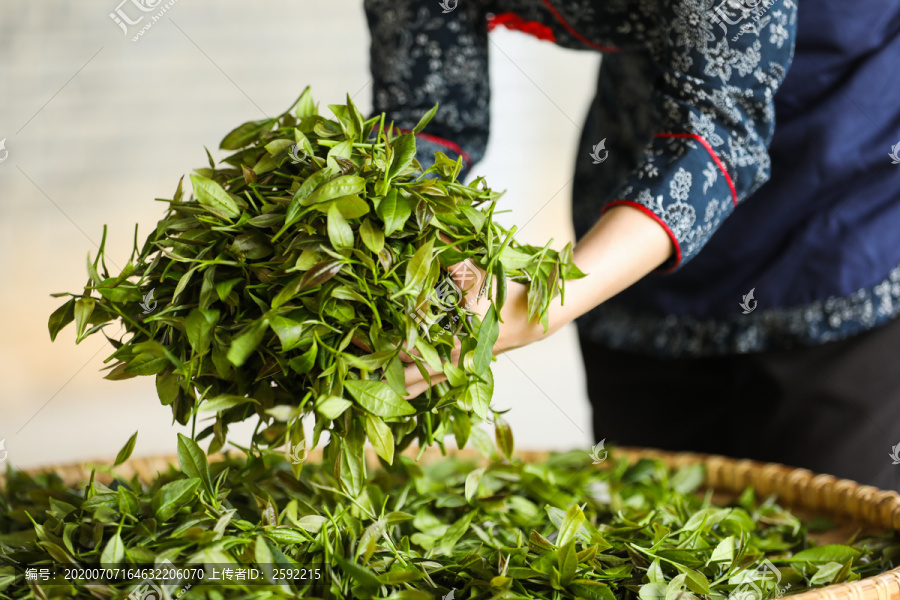 手捧新鲜茶叶