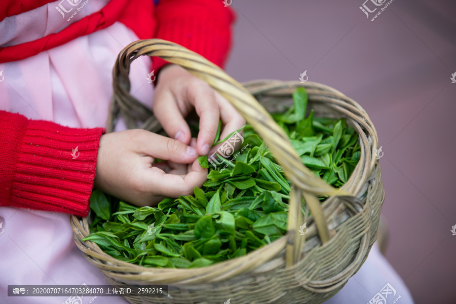 采摘好的新鲜茶叶