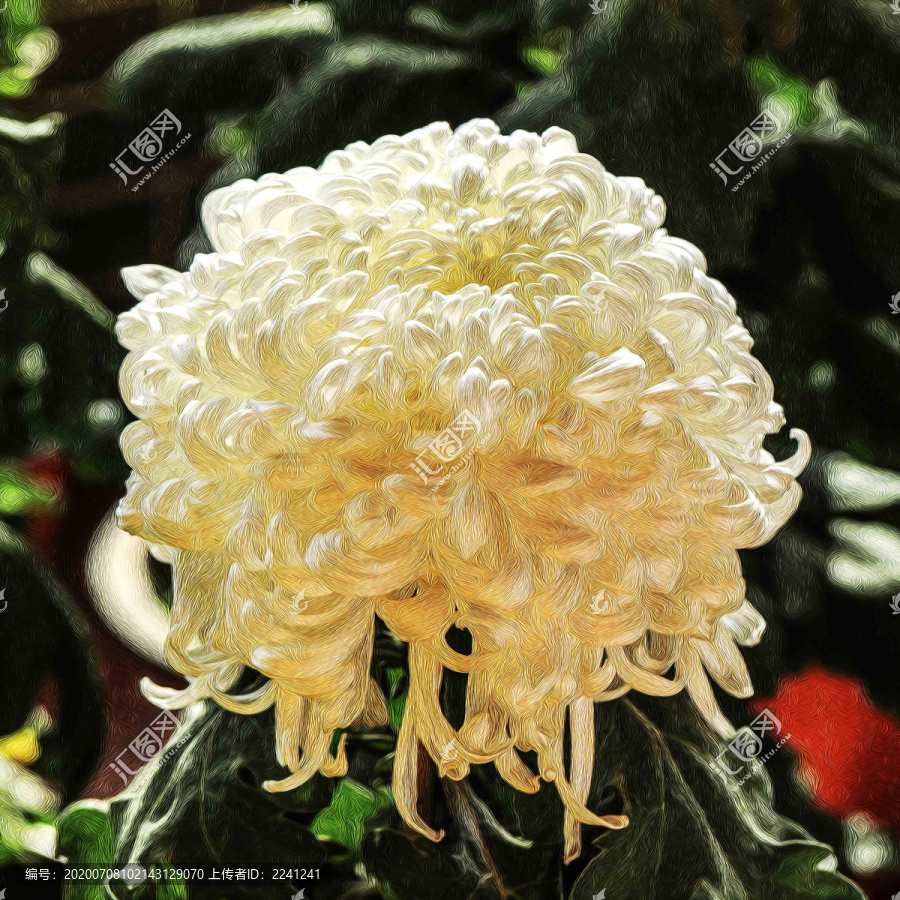 菊花