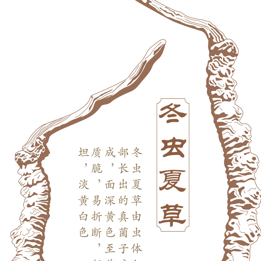冬蟲(chóng)夏草