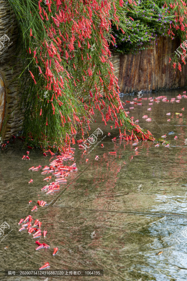 大雨过后满地的落花