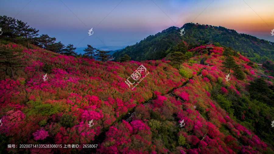 龟山杜鹃花海