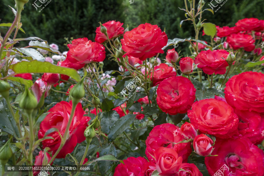 波特兰玫瑰育种园