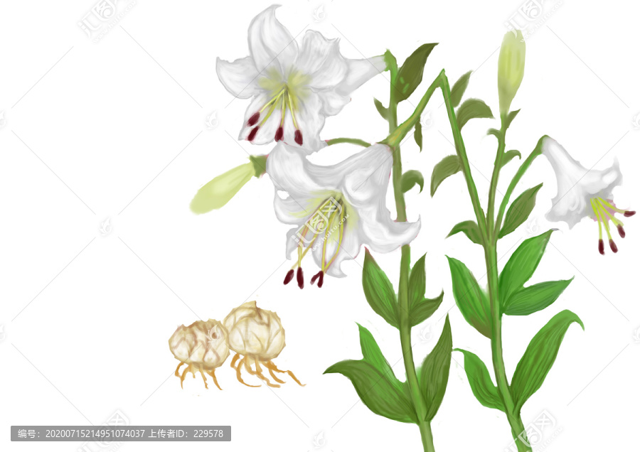 百合