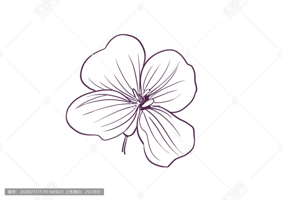 原创手绘植物单个花朵花瓣勾线