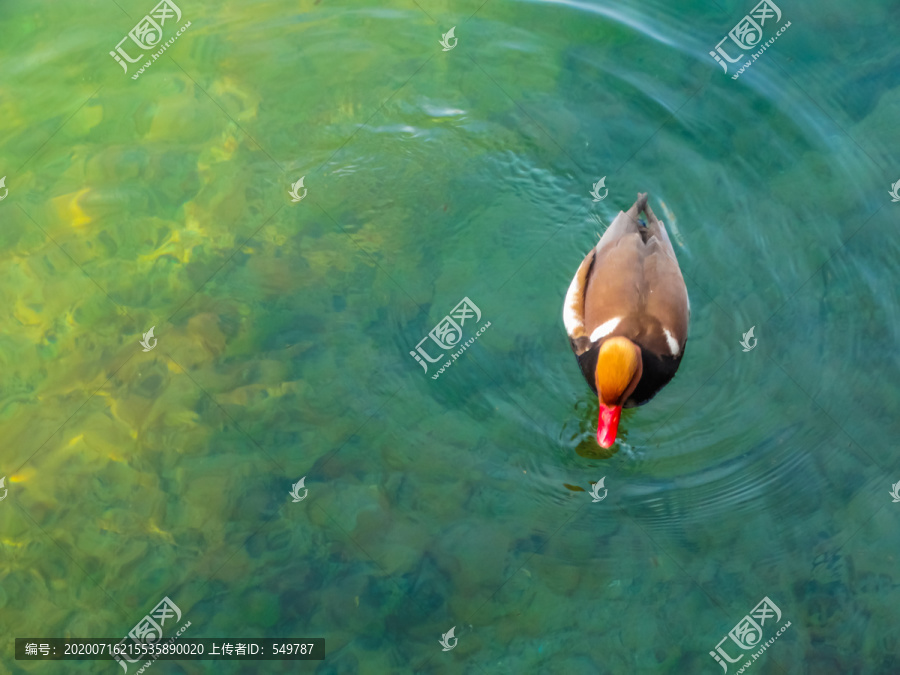 琉森湖水鸟