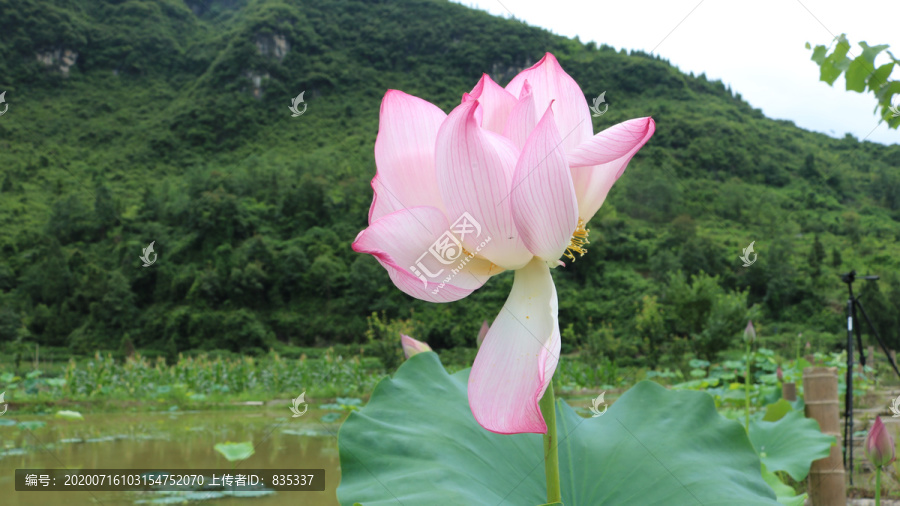 荷花池