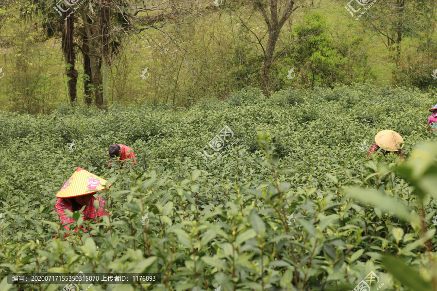 采茶的茶农