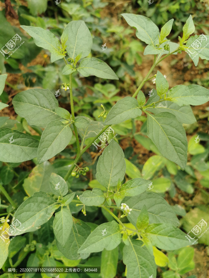 野菜山毛野菜