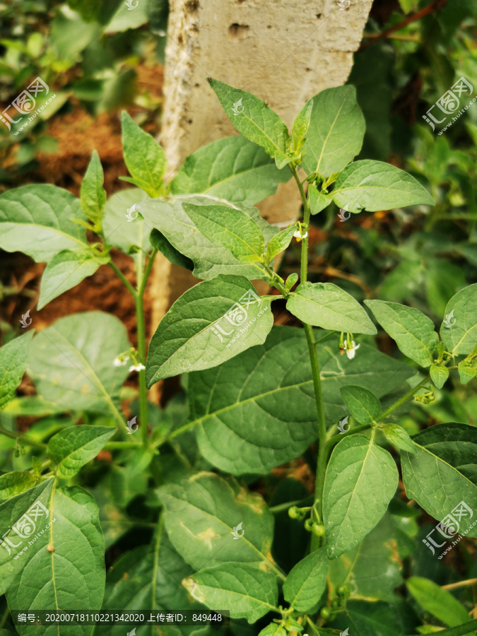 野菜山毛野菜