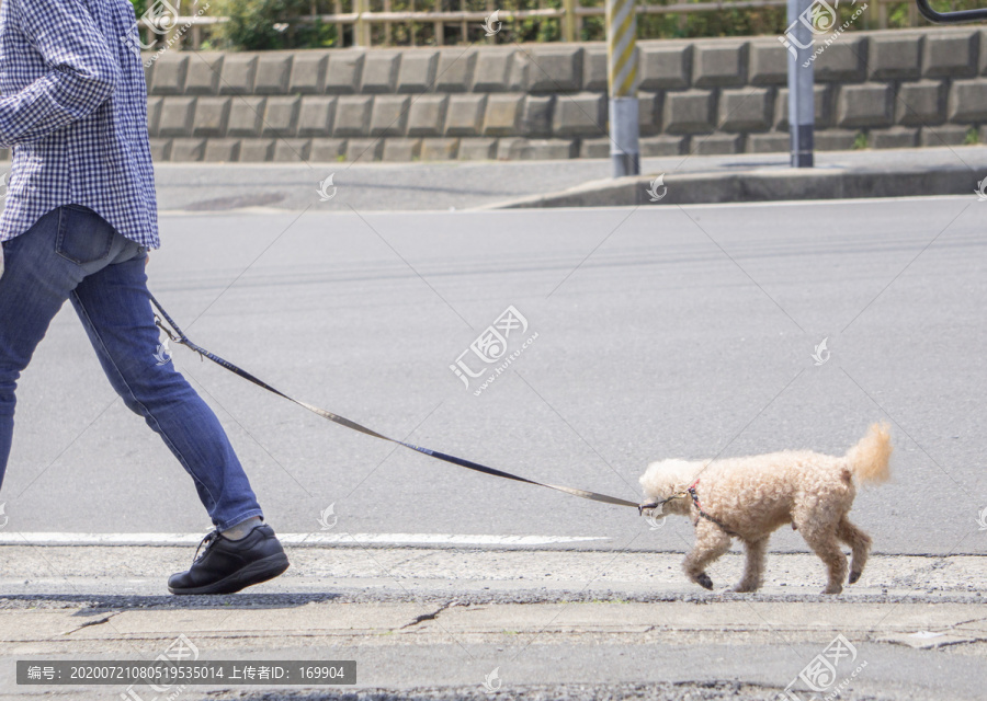 散步遛狗