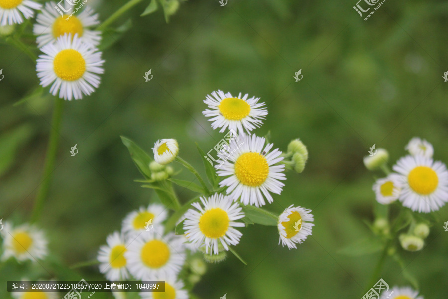 小菊花组图之三