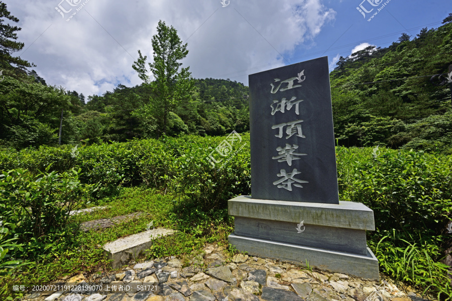 江浙顶峰茶