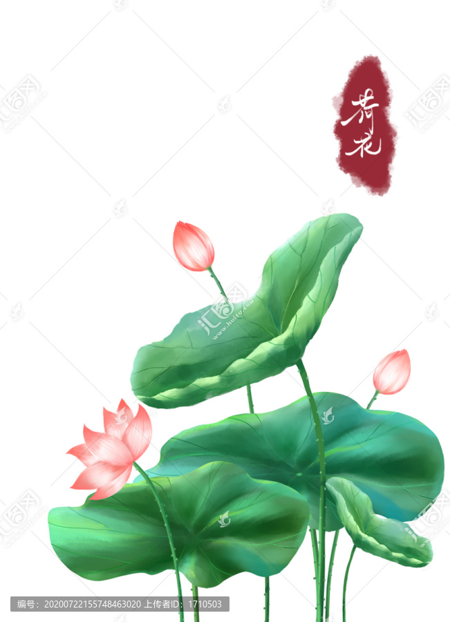 荷花插画