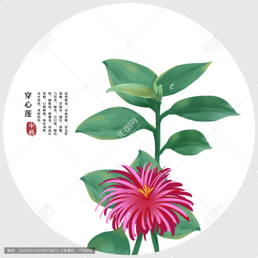 穿心蓮