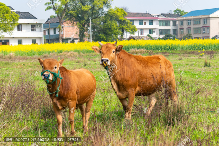 农村乡下田园的两只黄牛