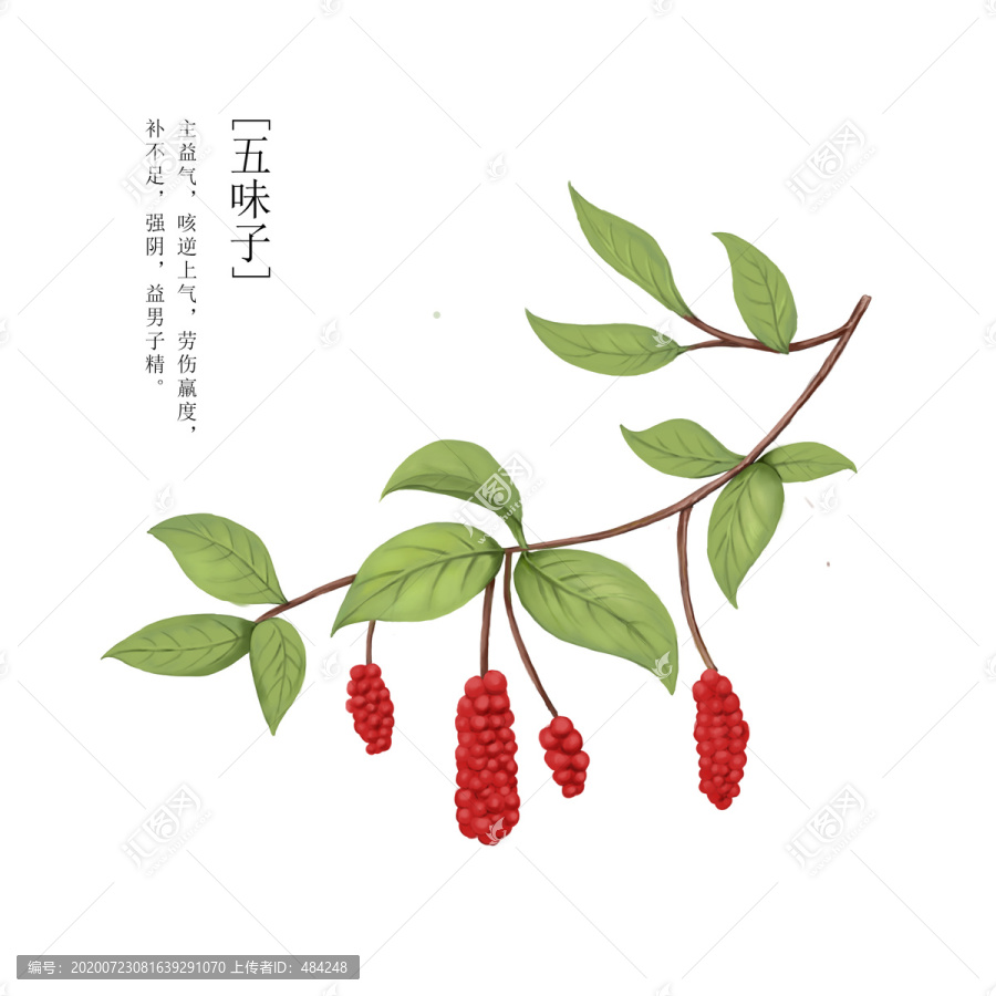 五味子手繪插畫