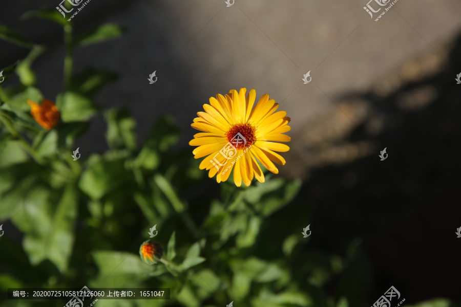 菊花院子里的一朵小花