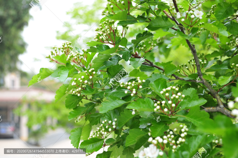 山楂花