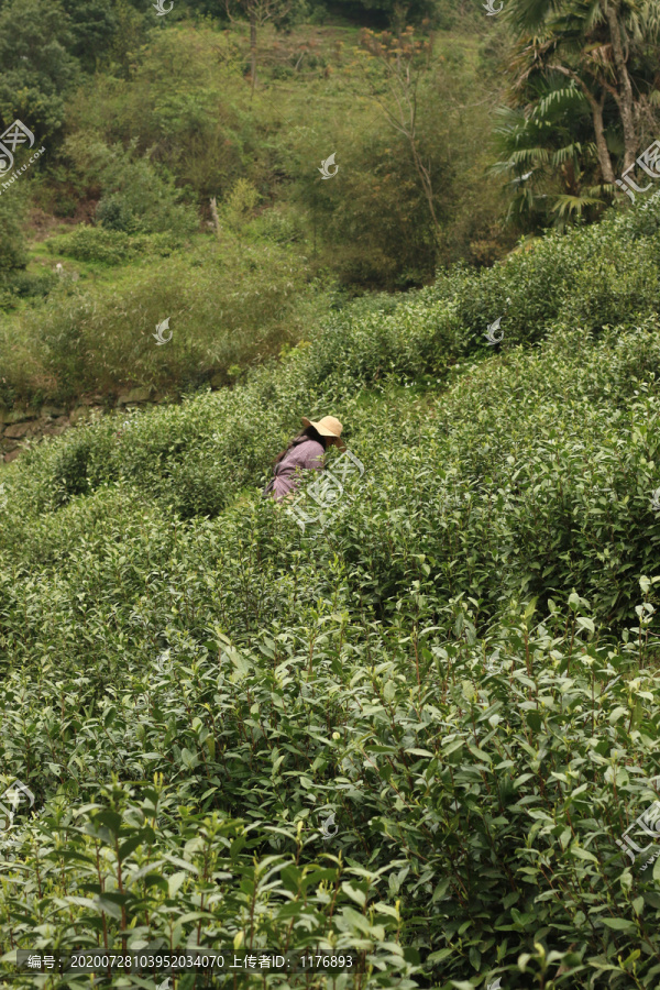 茶园里采茶叶的茶农