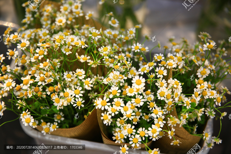 鲜花素材