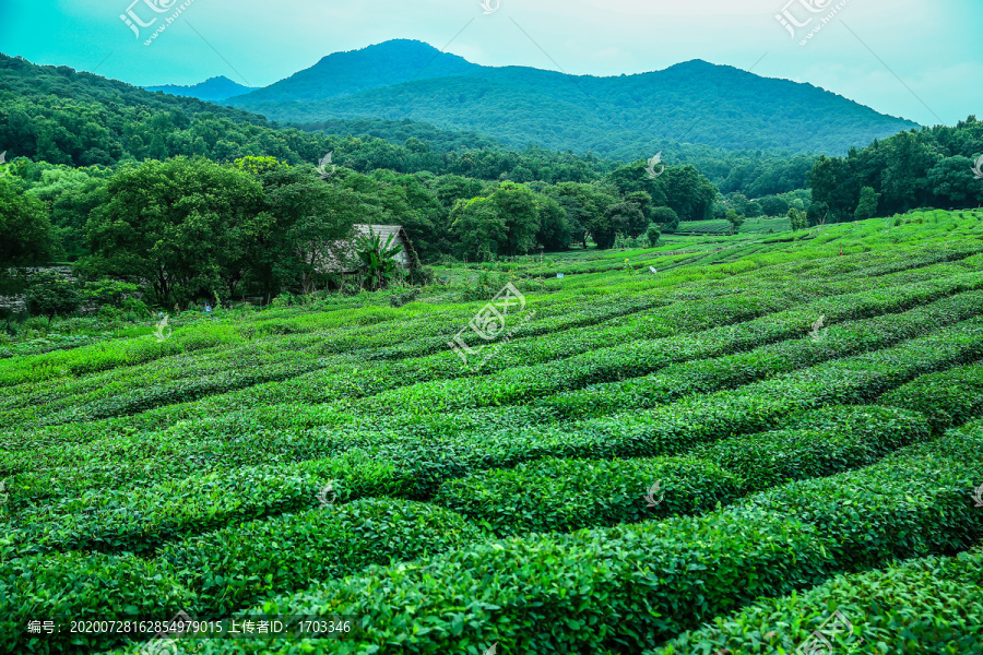 西湖龙井茶园