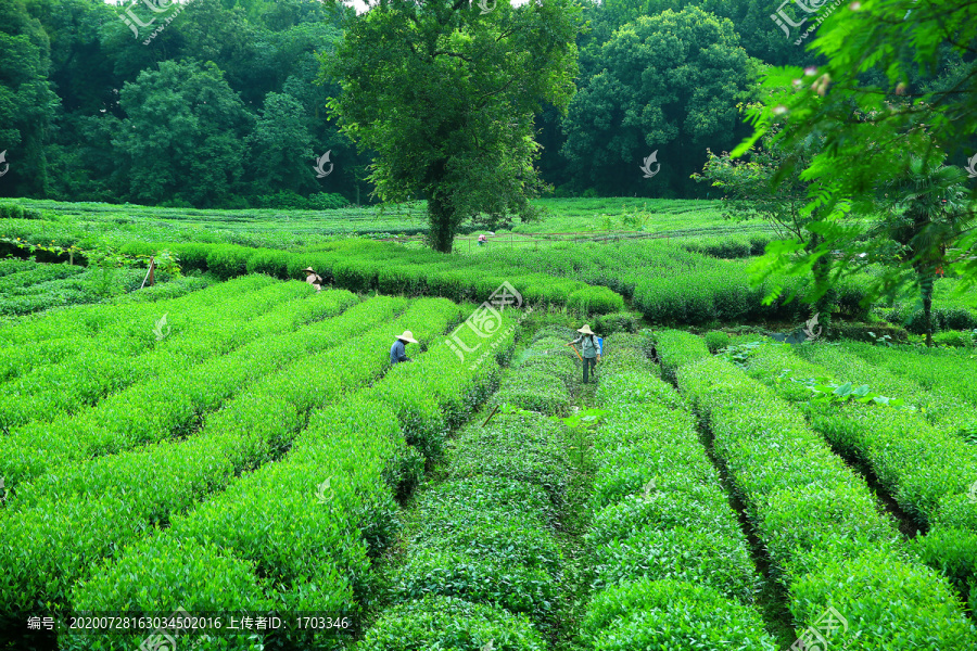 西湖龙井茶园