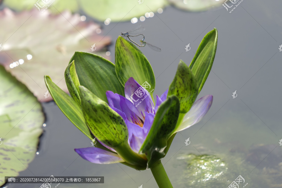 莲花