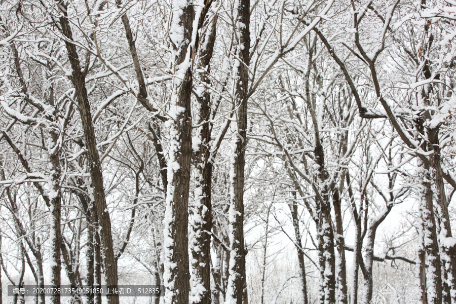 大雪