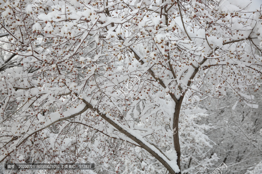 大雪