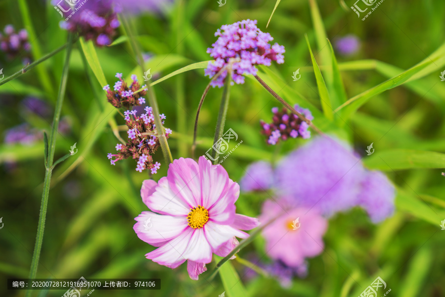 公园里盛开着的漂亮花朵