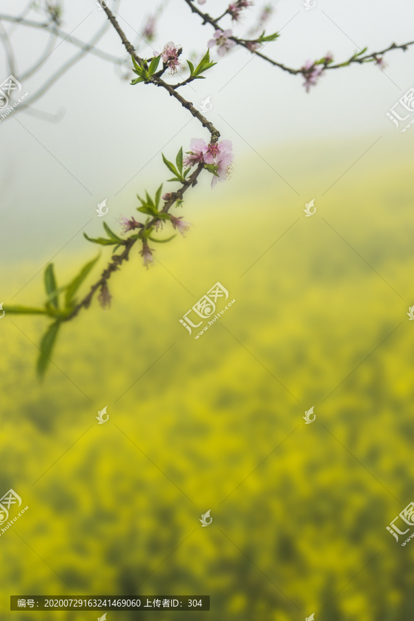 油菜花