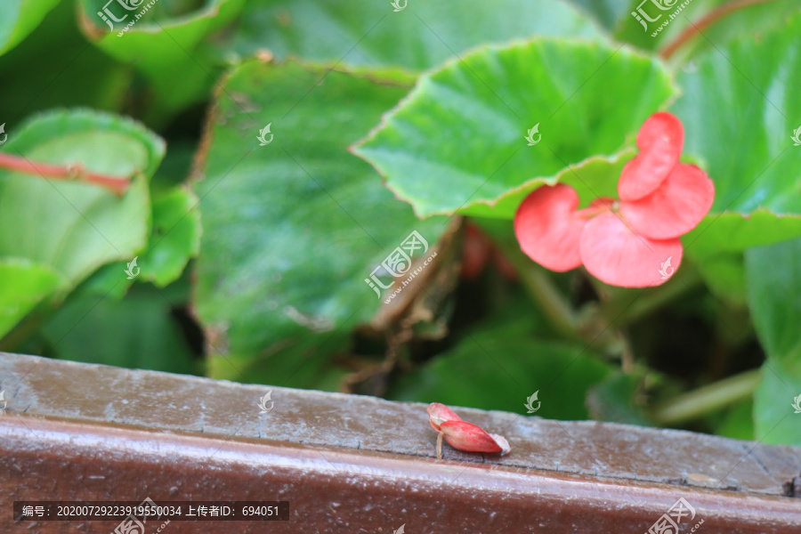 深林中花