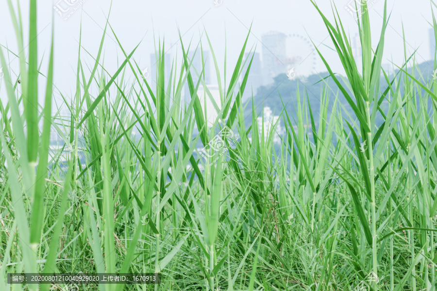 野草