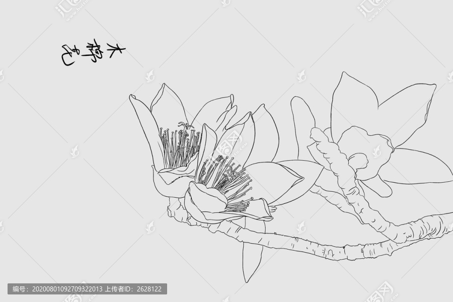 木棉花