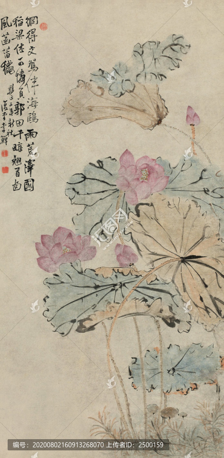 李鱔荷花