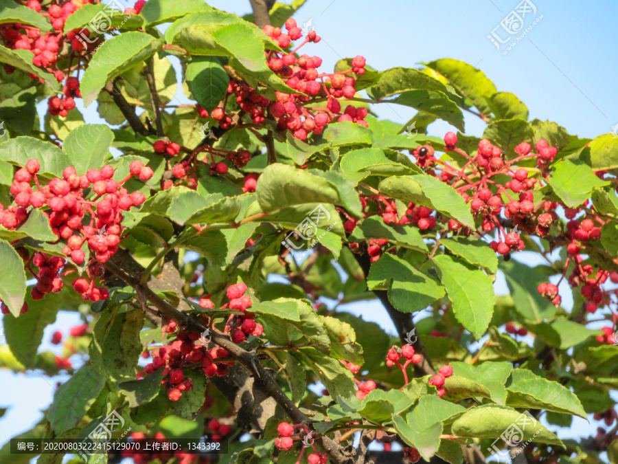 花椒果实