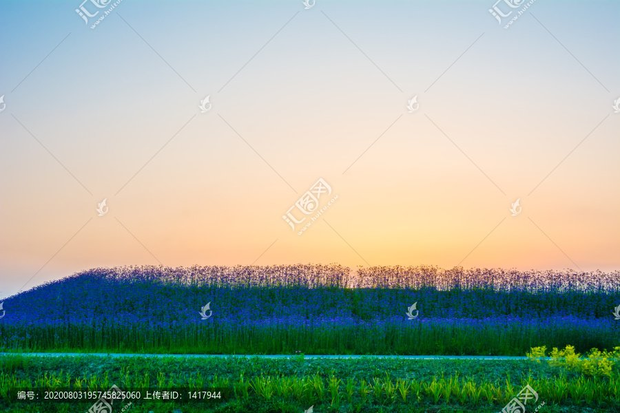 花海晚霞