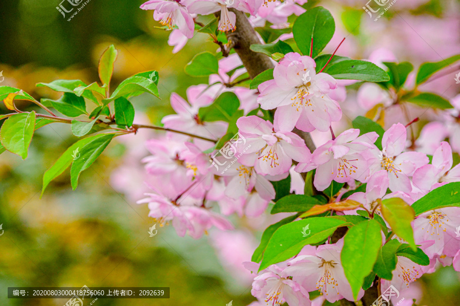 春季樱花