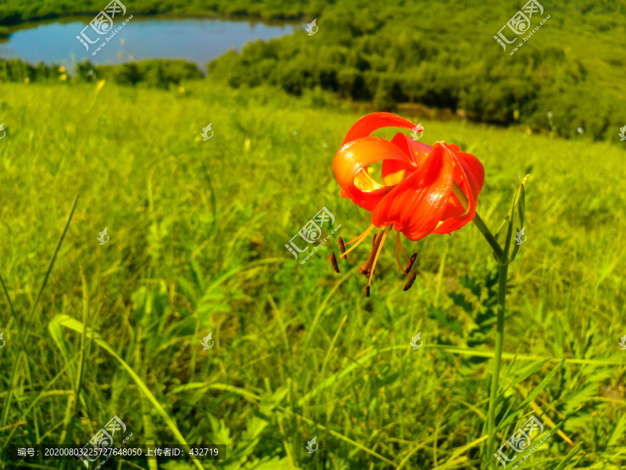 草原上一朵花