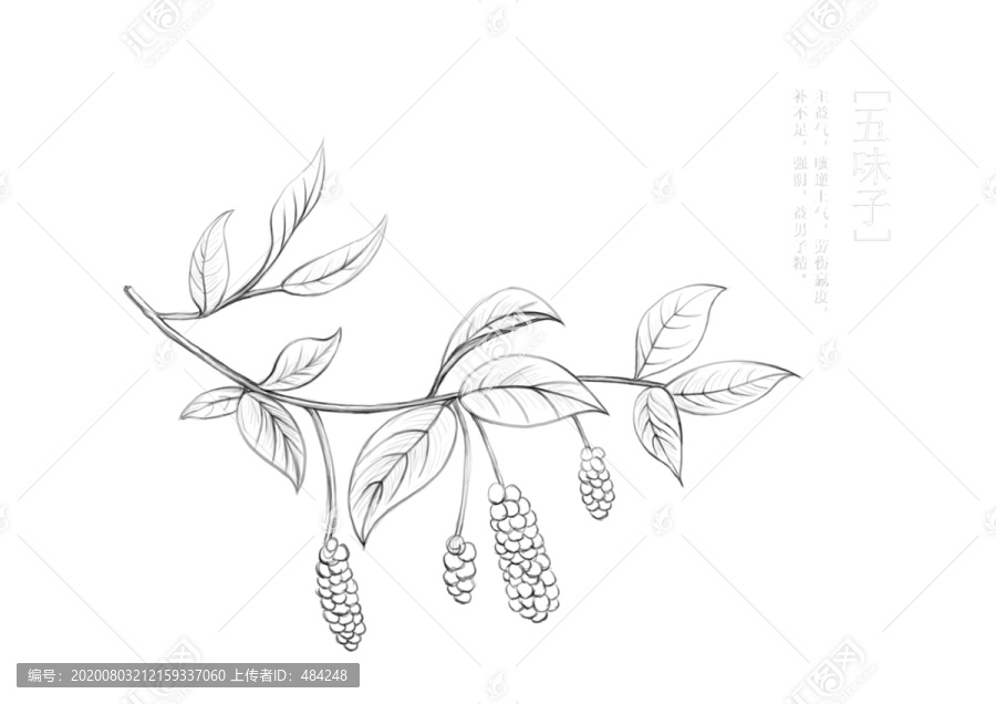 五味子白描插畫