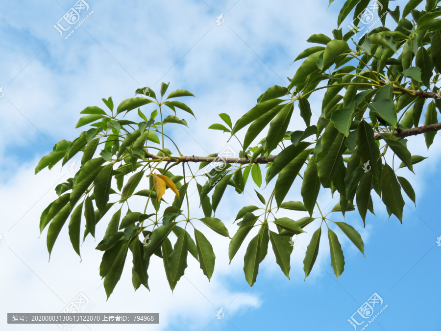 木棉树